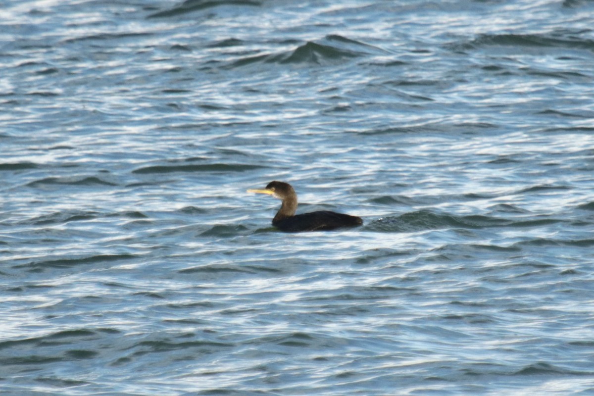 European Shag - ML645904843