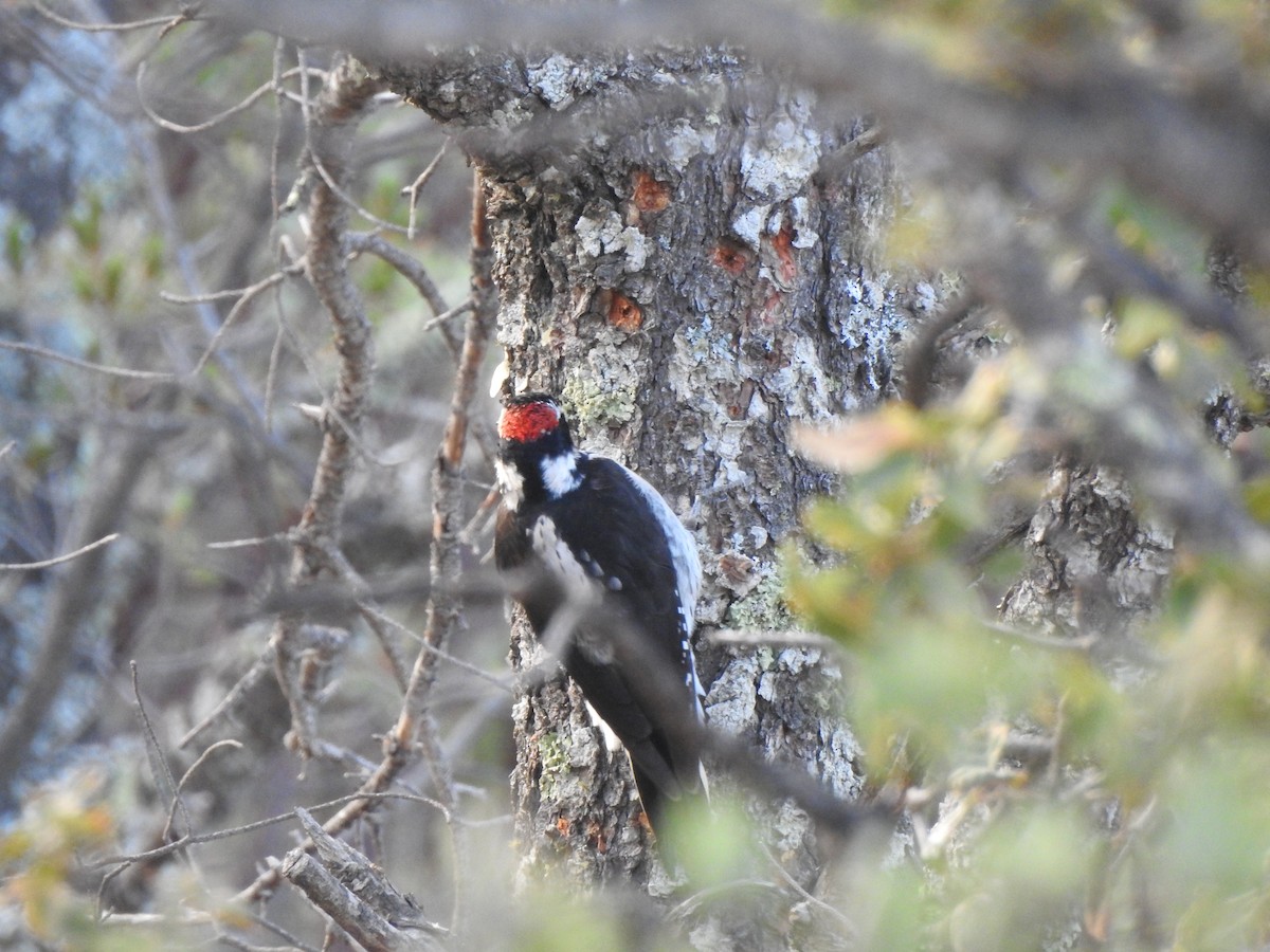 Hairy Woodpecker - ML645904847