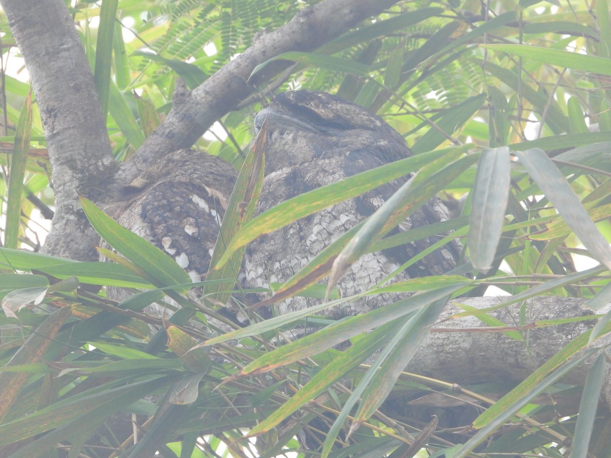 kjempefroskemunn - ML645904850