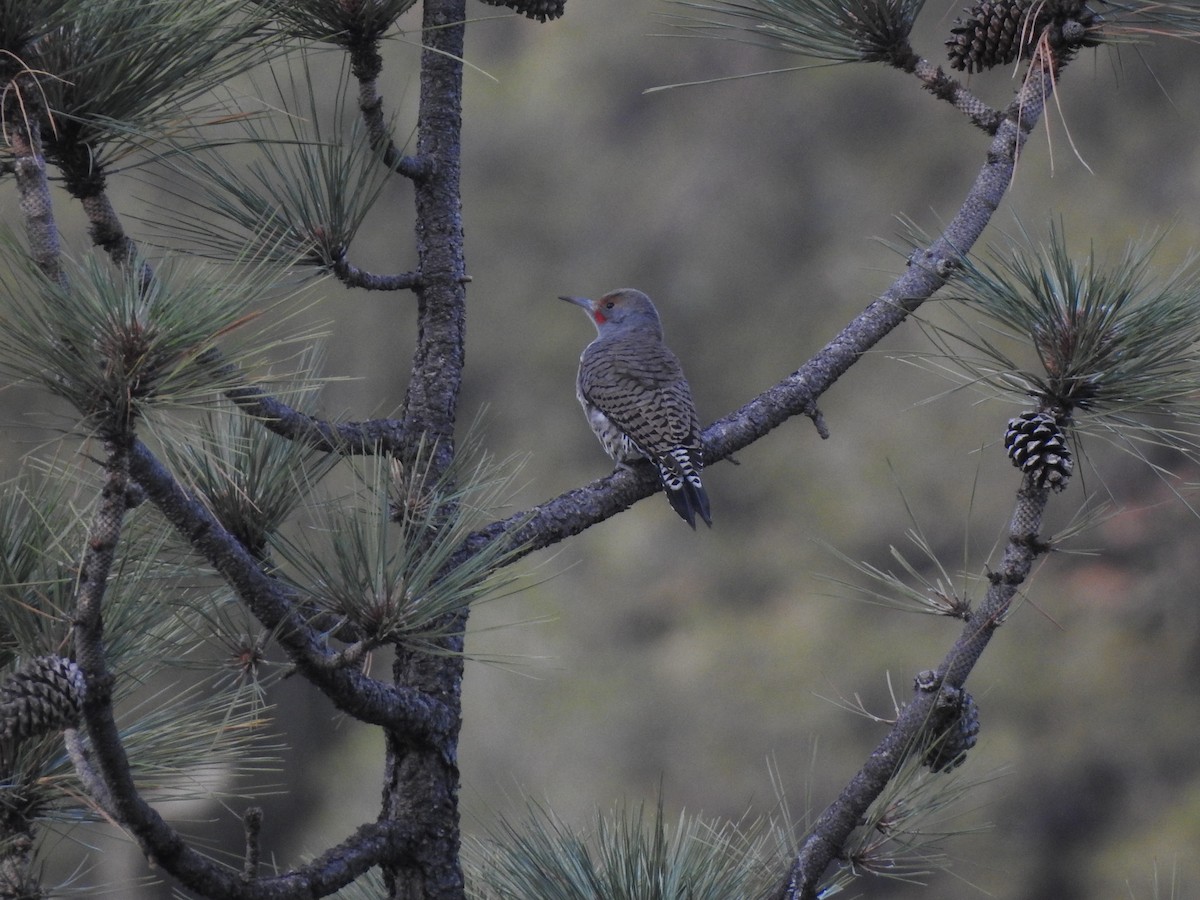 Northern Flicker - ML645904874