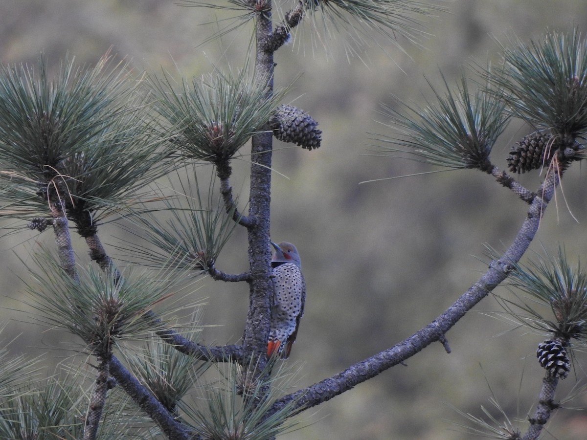 Northern Flicker - ML645904875