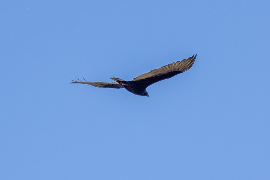 Turkey Vulture - ML645904881