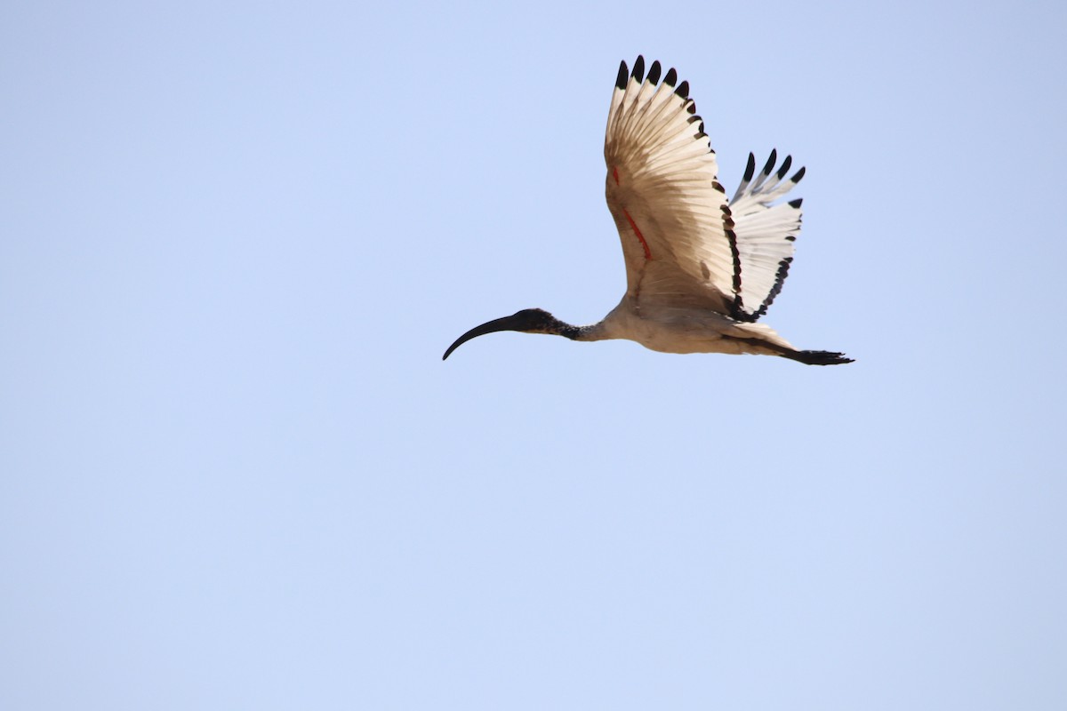African Sacred Ibis - ML645904882