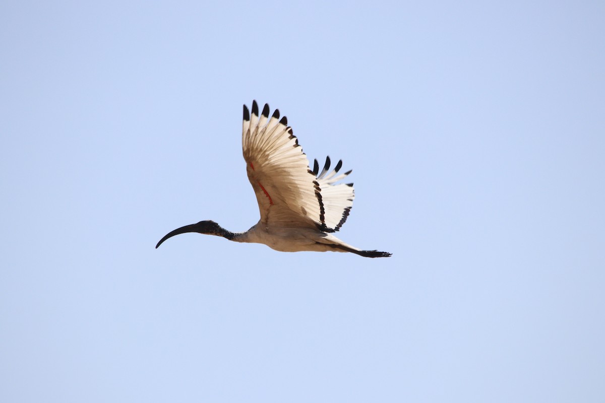 African Sacred Ibis - ML645904883