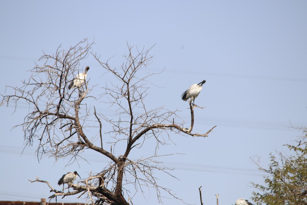 African Sacred Ibis - ML645904884