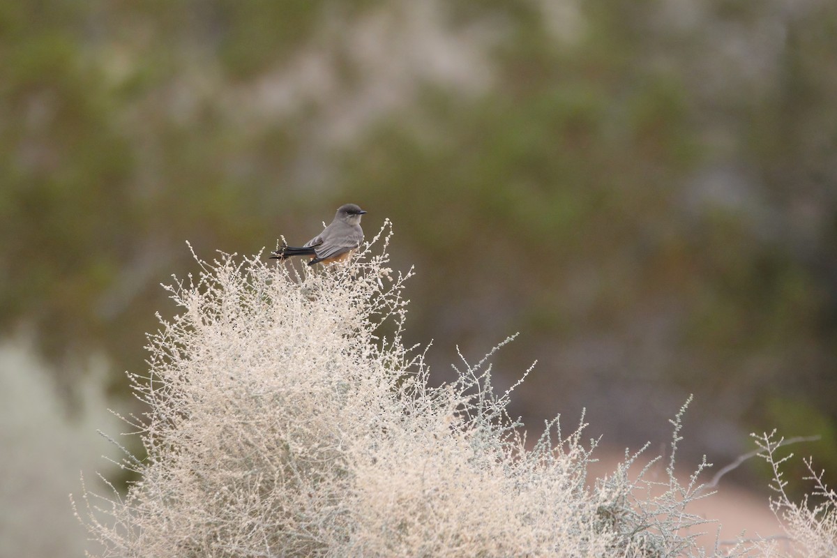 Say's Phoebe - ML645904893