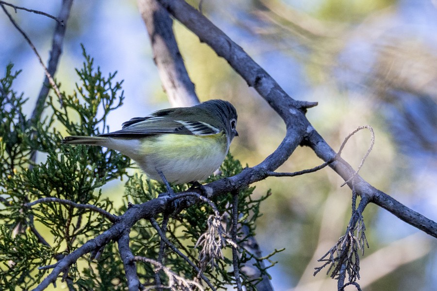 Blue-headed Vireo - ML645904894