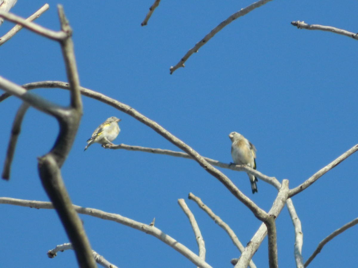 European Goldfinch - ML645904895