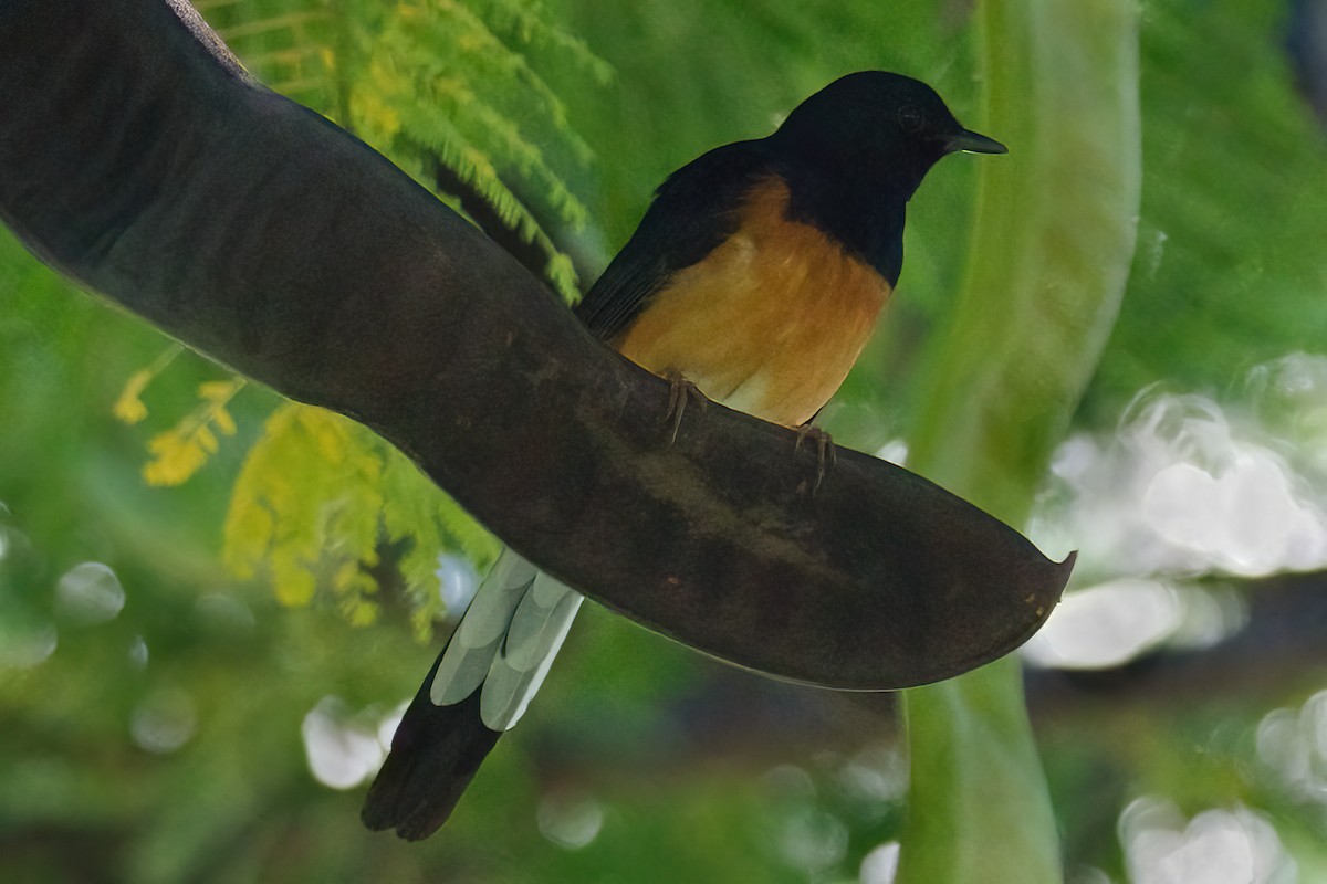 White-rumped Shama - ML645904896