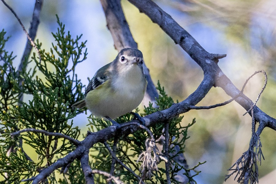Blue-headed Vireo - ML645904898