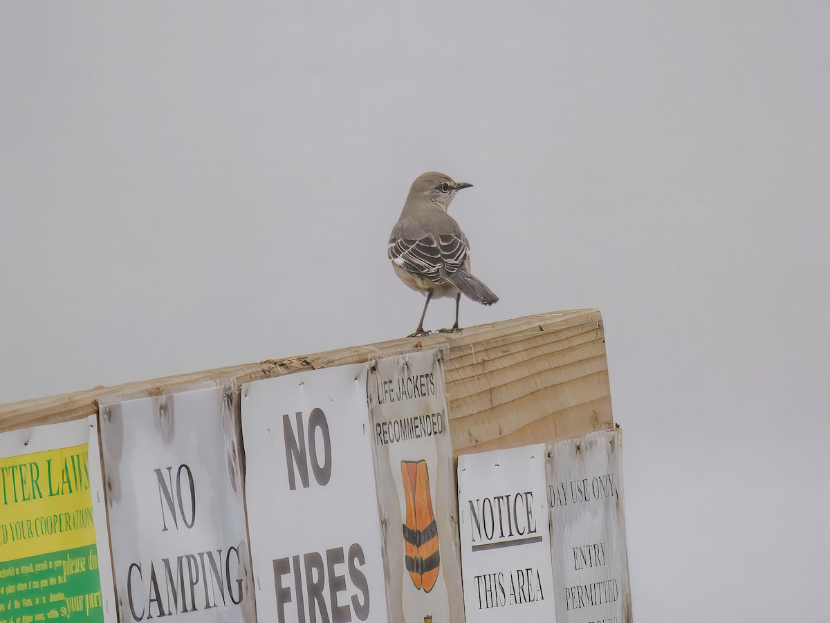 Northern Mockingbird - ML645904899