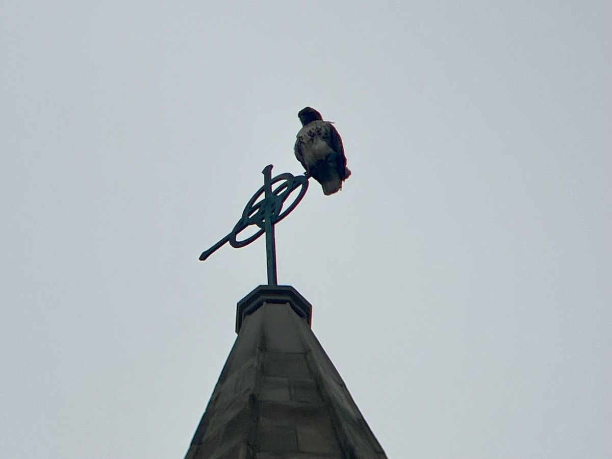 Red-tailed Hawk - ML645904900