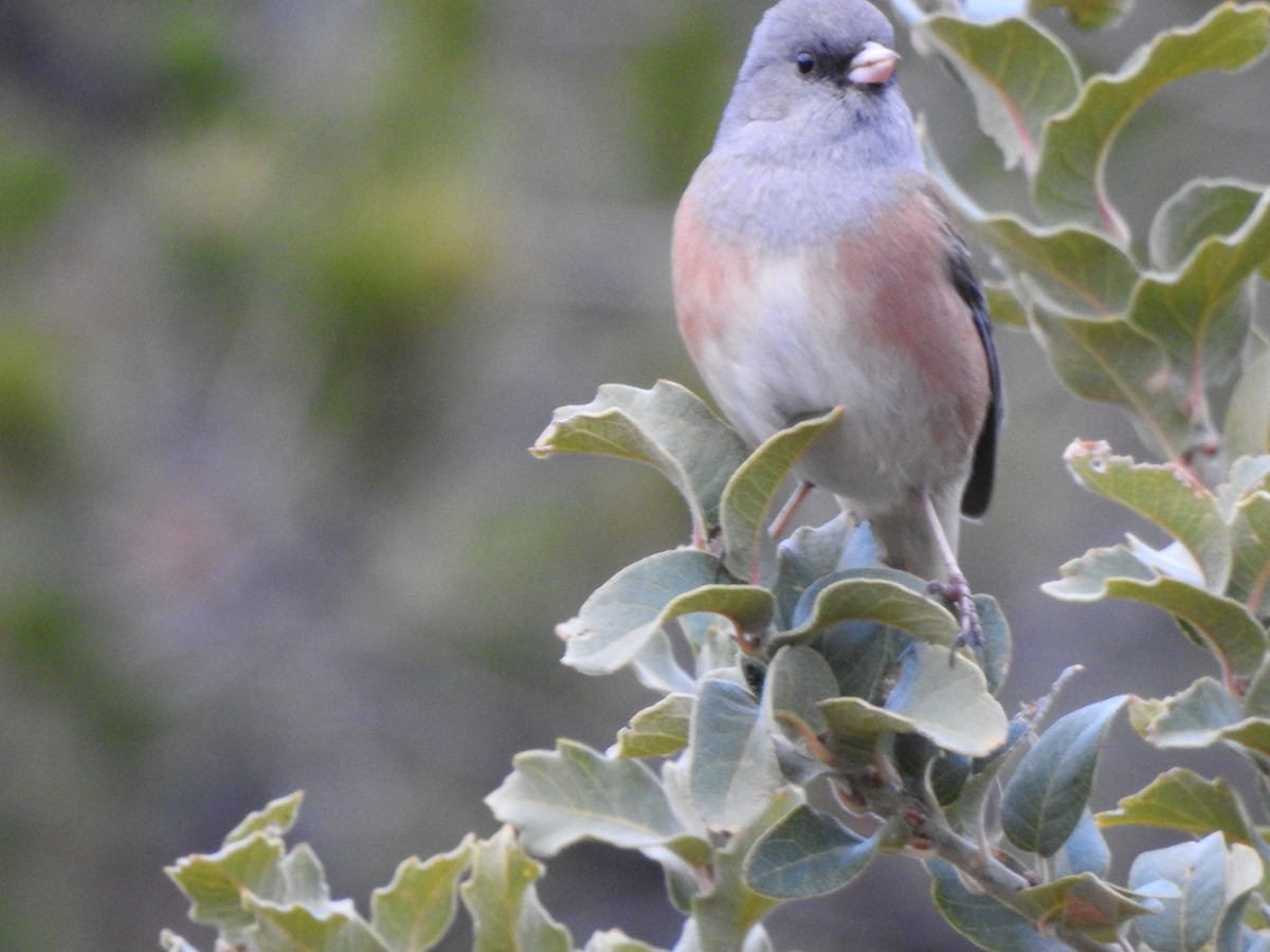 Dark-eyed Junco - ML645904901