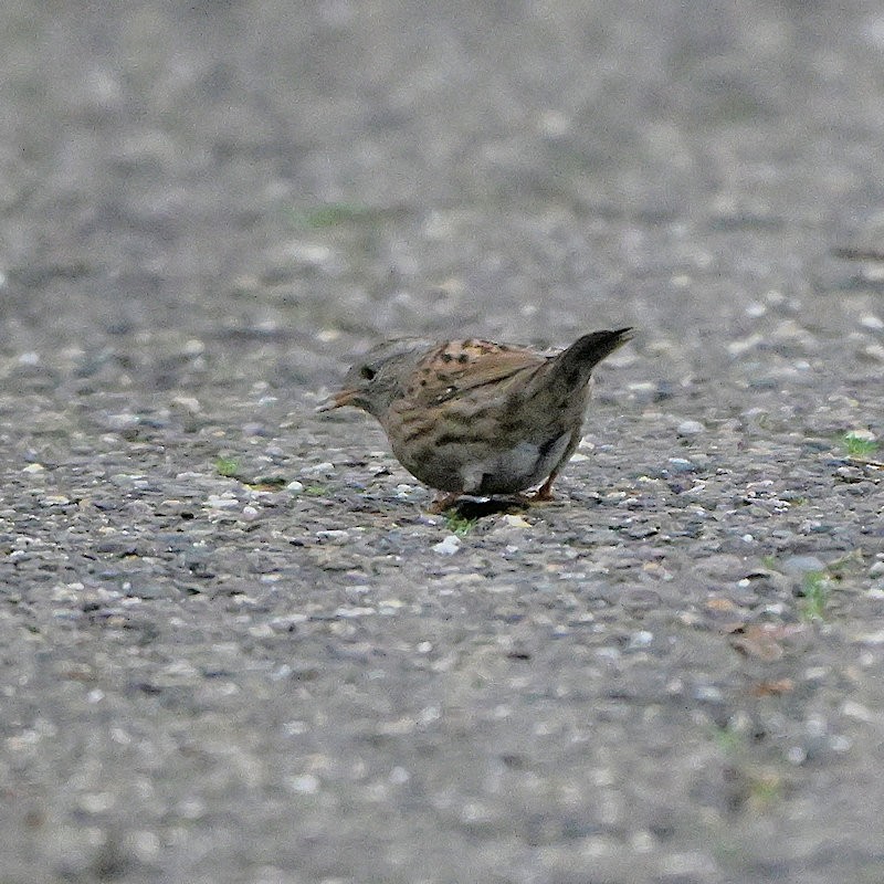 Dunnock - ML645904902