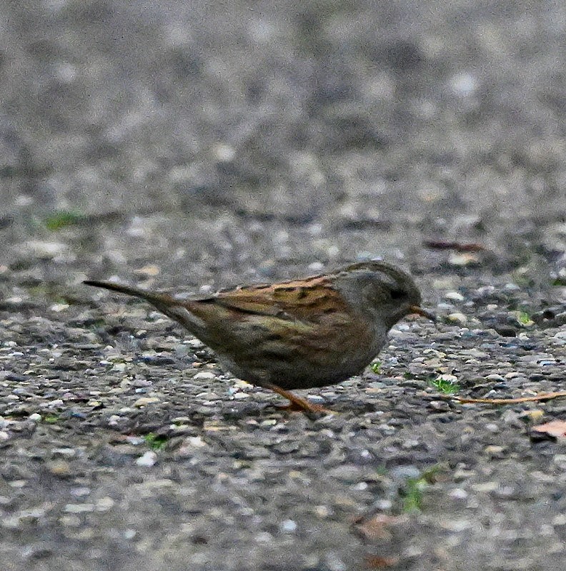Dunnock - ML645904903