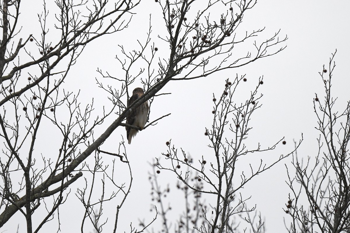 Red-tailed Hawk - ML645904904