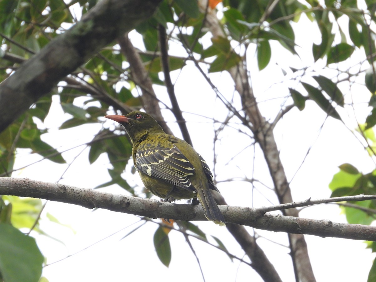 Green Oriole - ML645904905