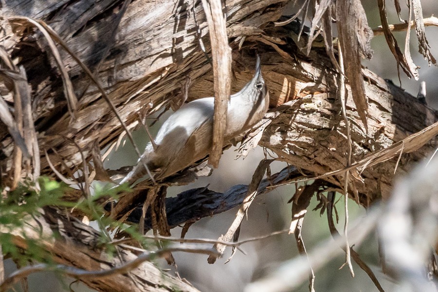 Bewick's Wren - ML645904907