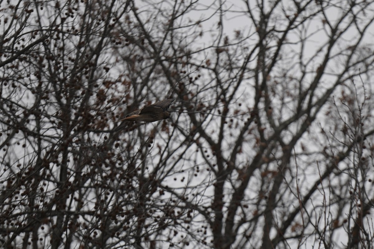 Red-tailed Hawk - ML645904908