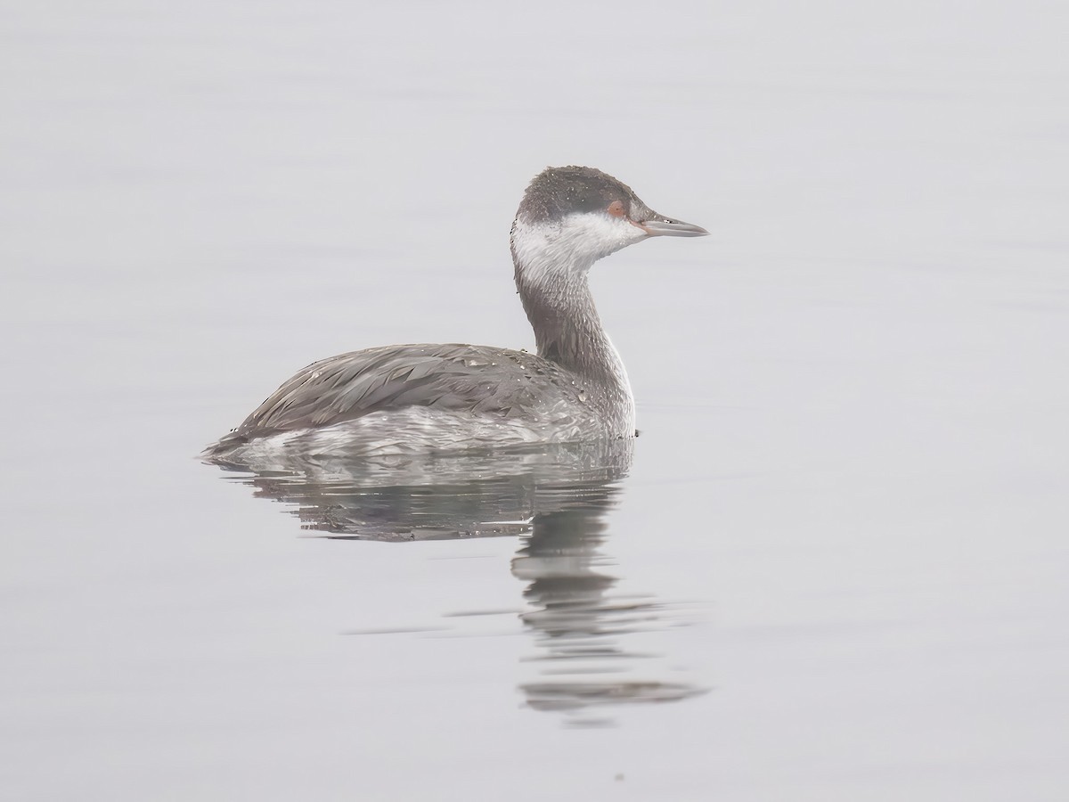 Horned Grebe - ML645904909