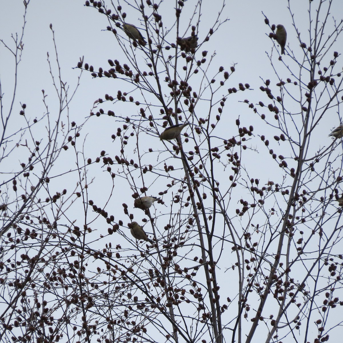 American Goldfinch - ML645904912