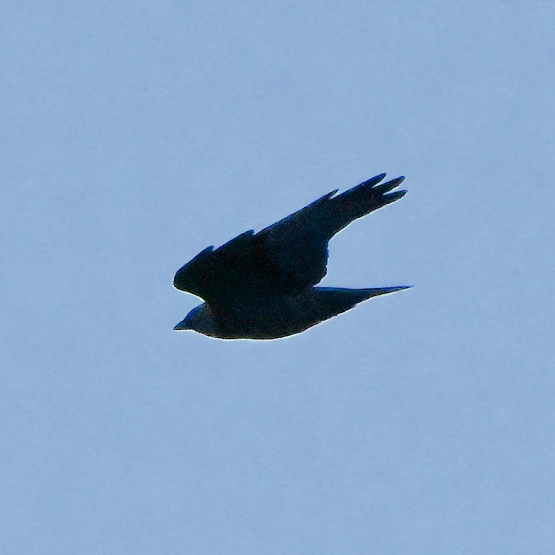 Eurasian Jackdaw - ML645904913