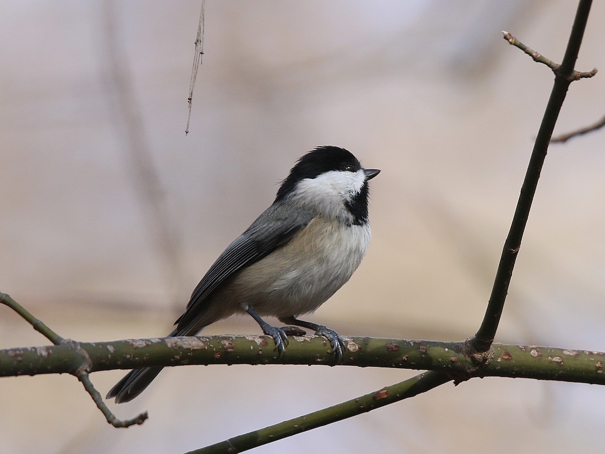 Carolina Chickadee - ML645904914