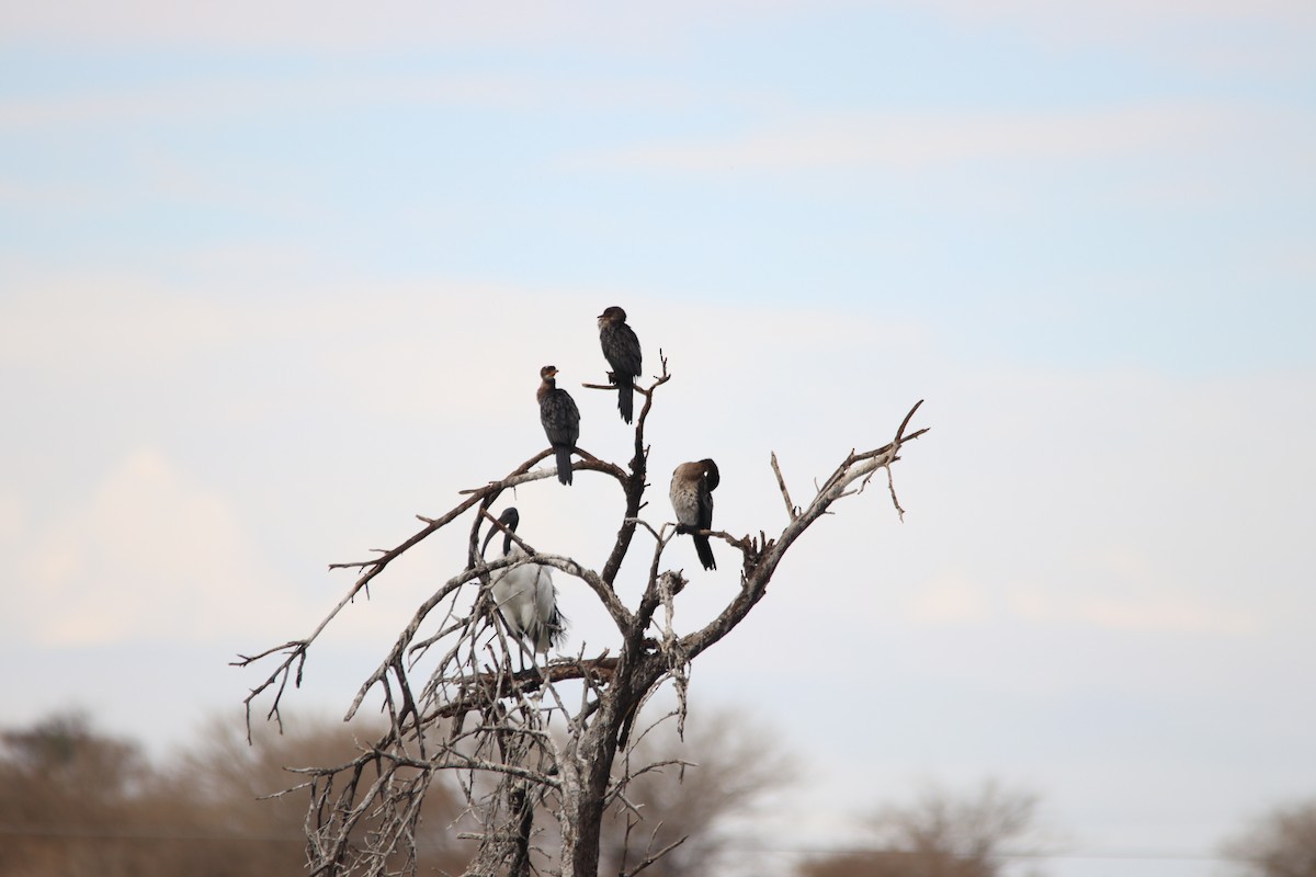 Uzun Kuyruklu Karabatak - ML645904915