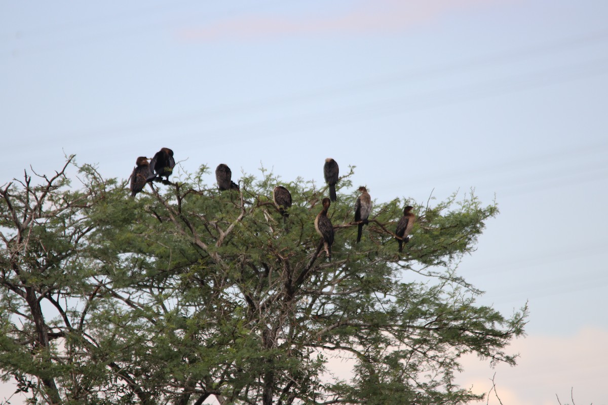 Uzun Kuyruklu Karabatak - ML645904916