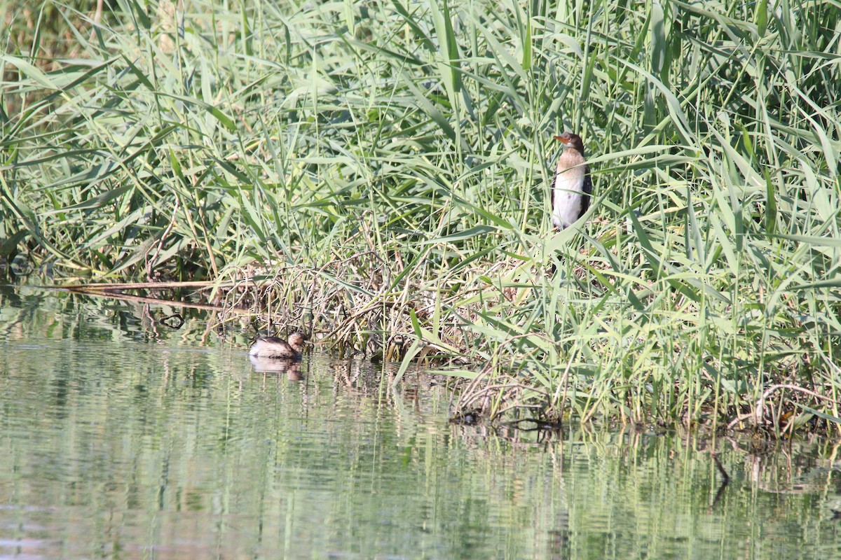 Uzun Kuyruklu Karabatak - ML645904917