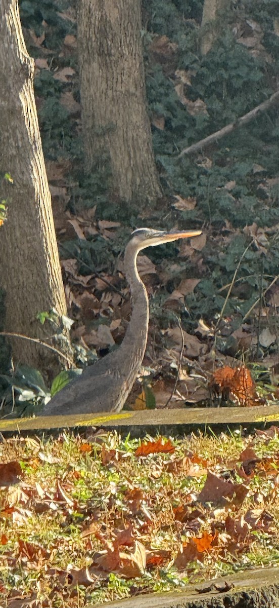 Great Blue Heron - ML645904918