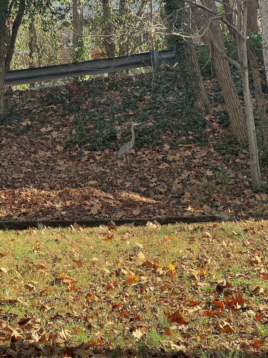 Great Blue Heron - ML645904919