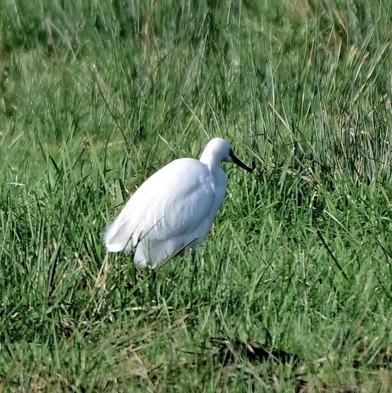 Little Egret - ML645904922