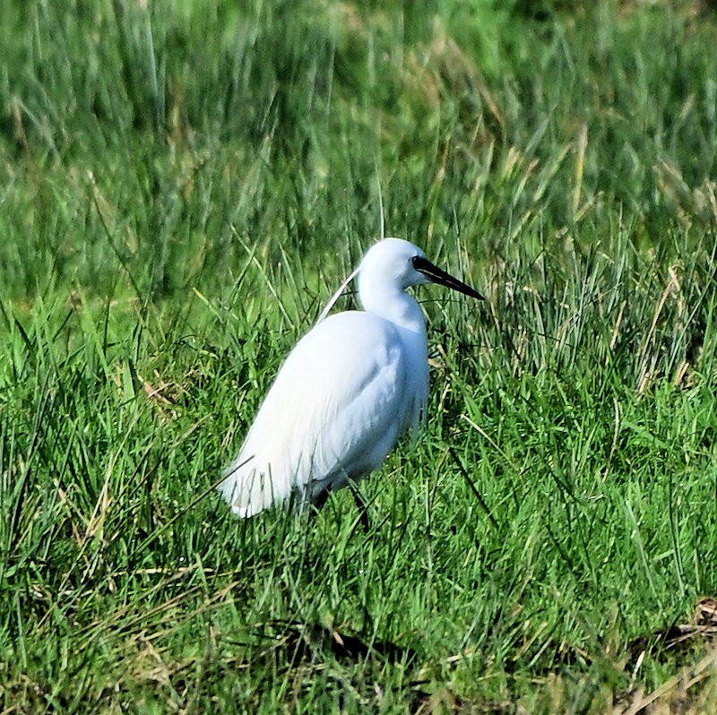Little Egret - ML645904923