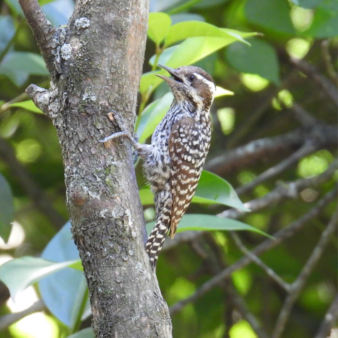 シマコゲラ - ML645904932