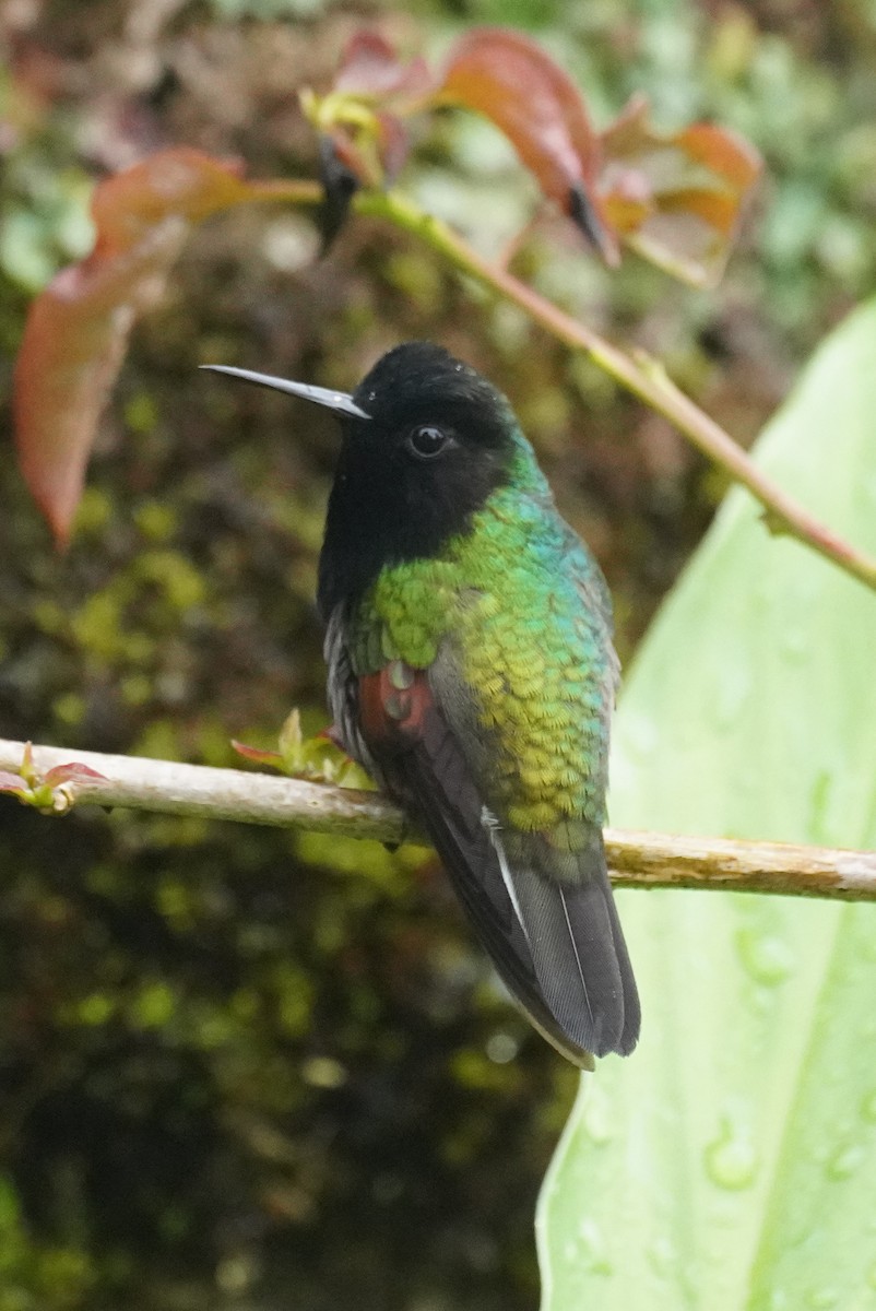 Black-bellied Hummingbird - ML645904939