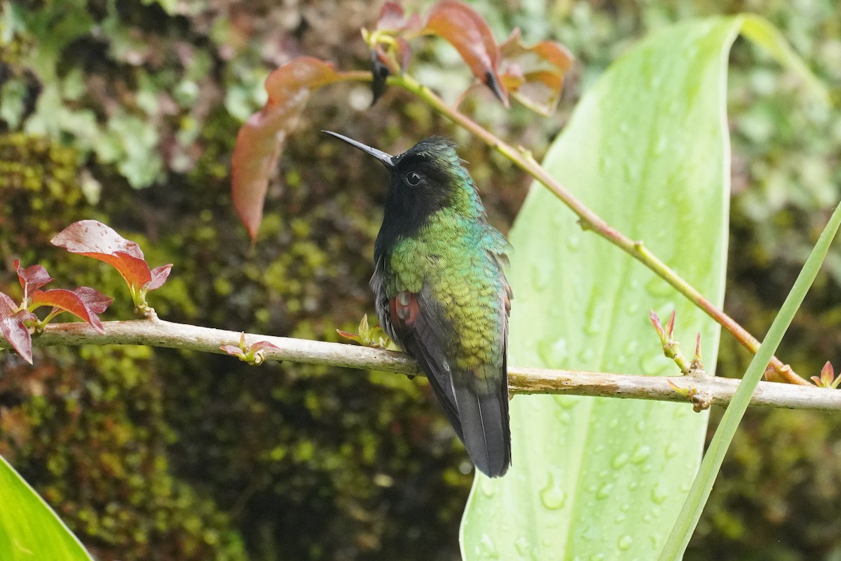 Black-bellied Hummingbird - ML645904940