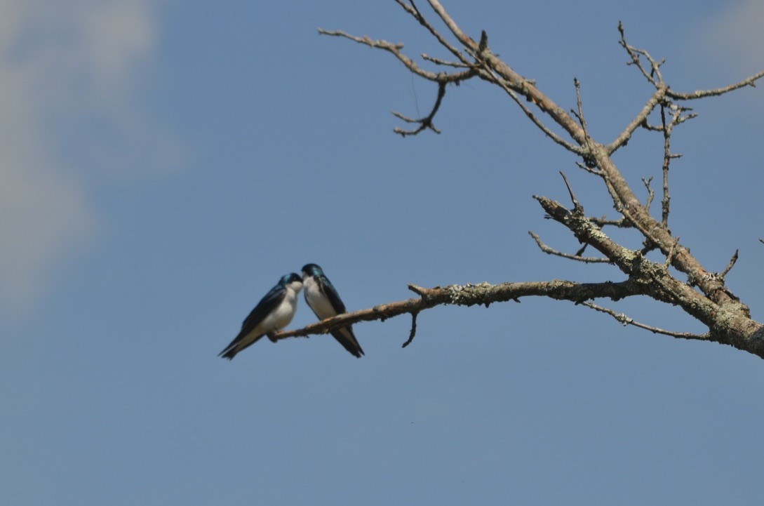 Tree Swallow - ML645904941