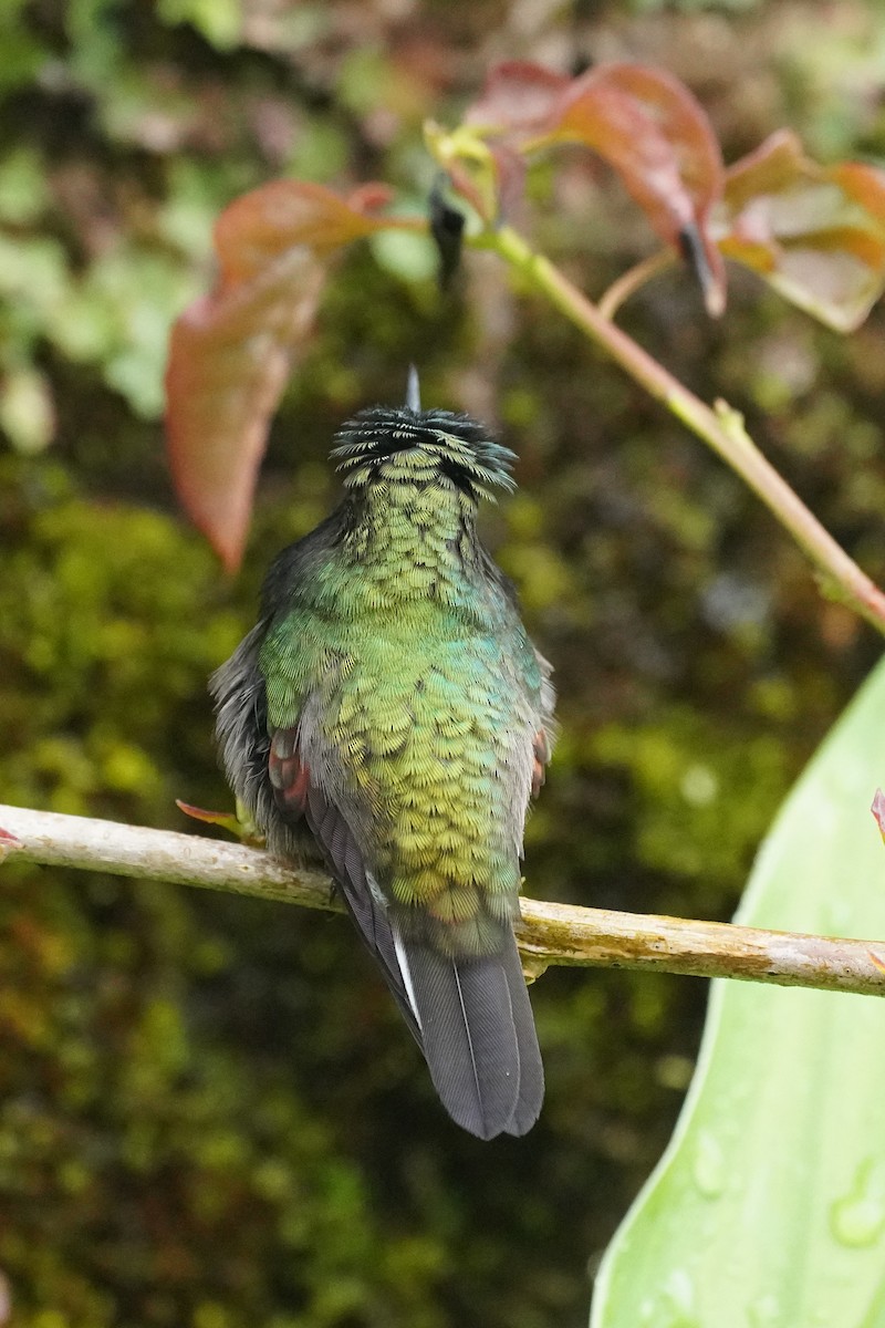Black-bellied Hummingbird - ML645904942