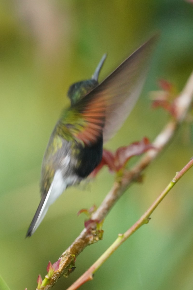 Black-bellied Hummingbird - ML645904943