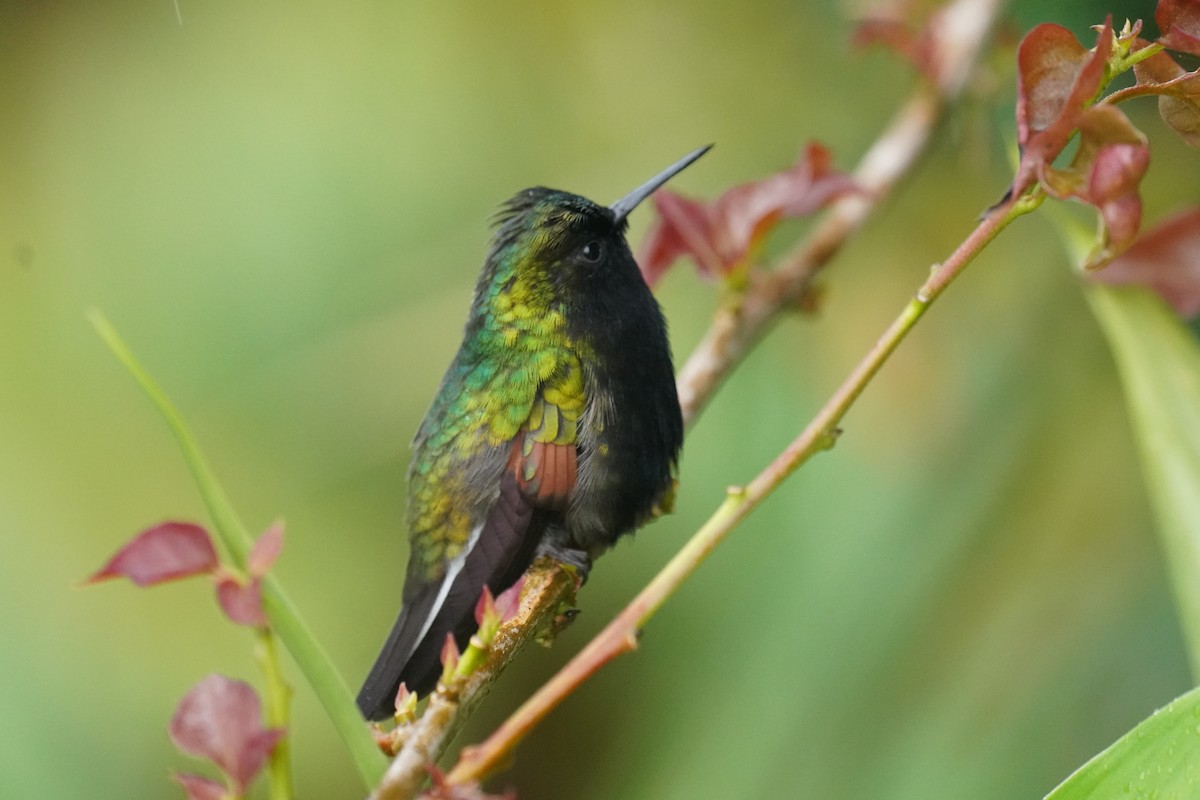 Black-bellied Hummingbird - ML645904944