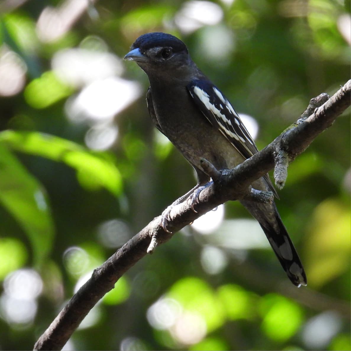 ハジロカザリドリモドキ - ML645904945