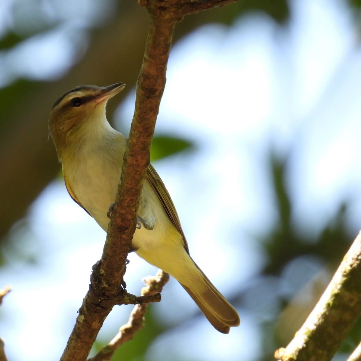 チヴィモズモドキ - ML645904951