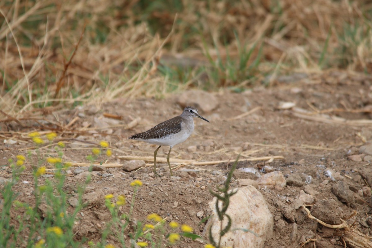 vodouš bahenní - ML645904956
