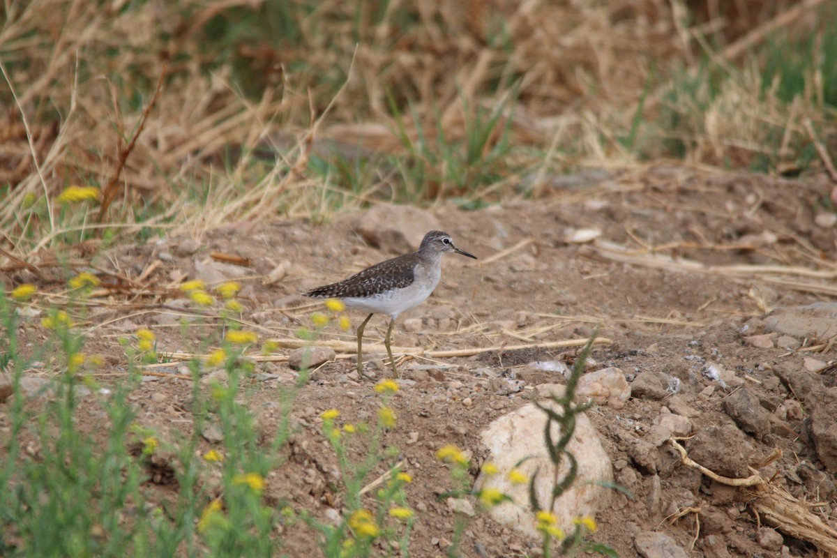 vodouš bahenní - ML645904957