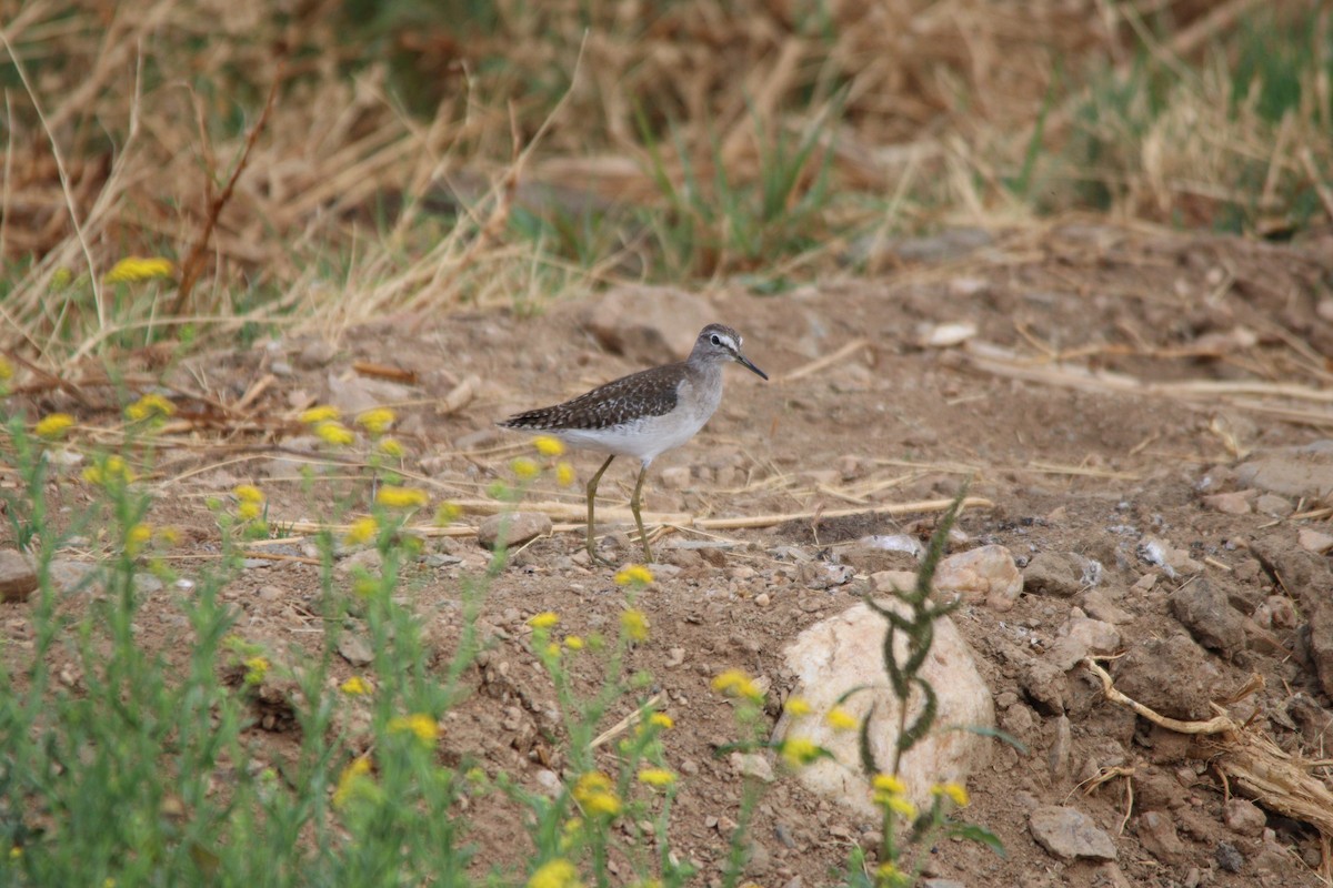 vodouš bahenní - ML645904958