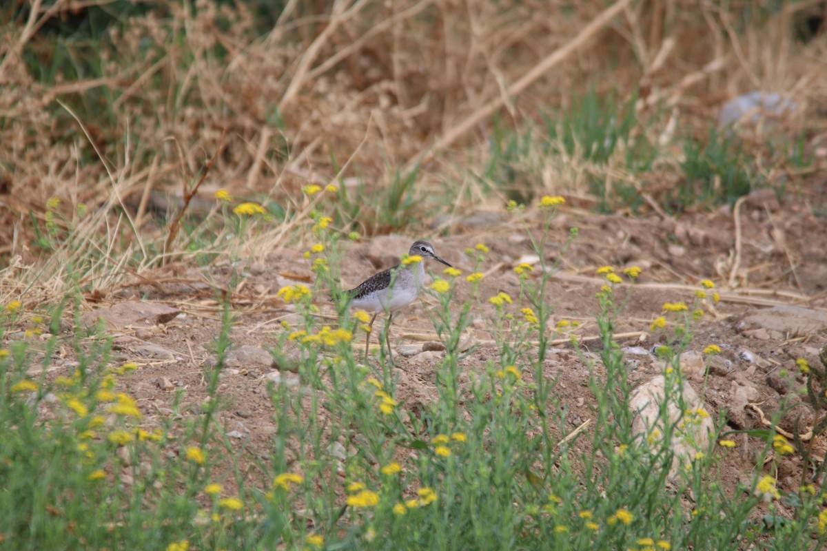 vodouš bahenní - ML645904959