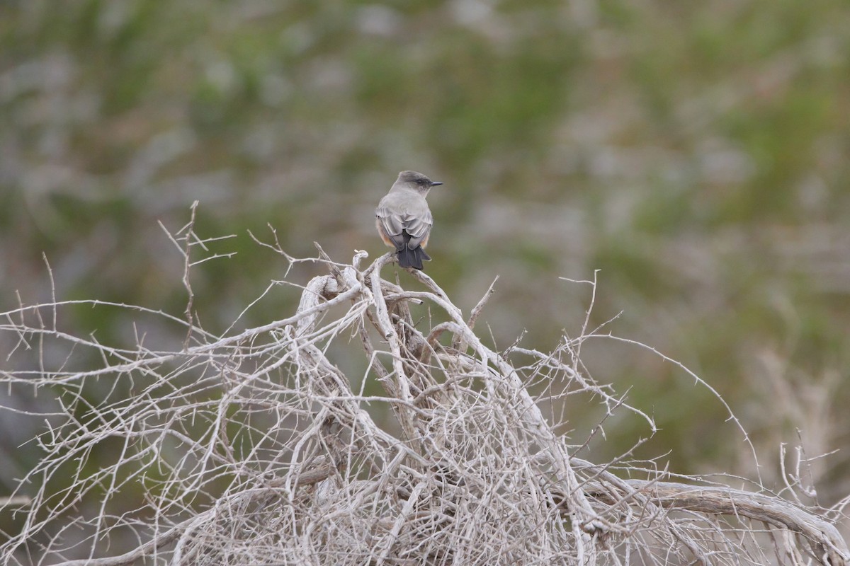 Say's Phoebe - ML645904960