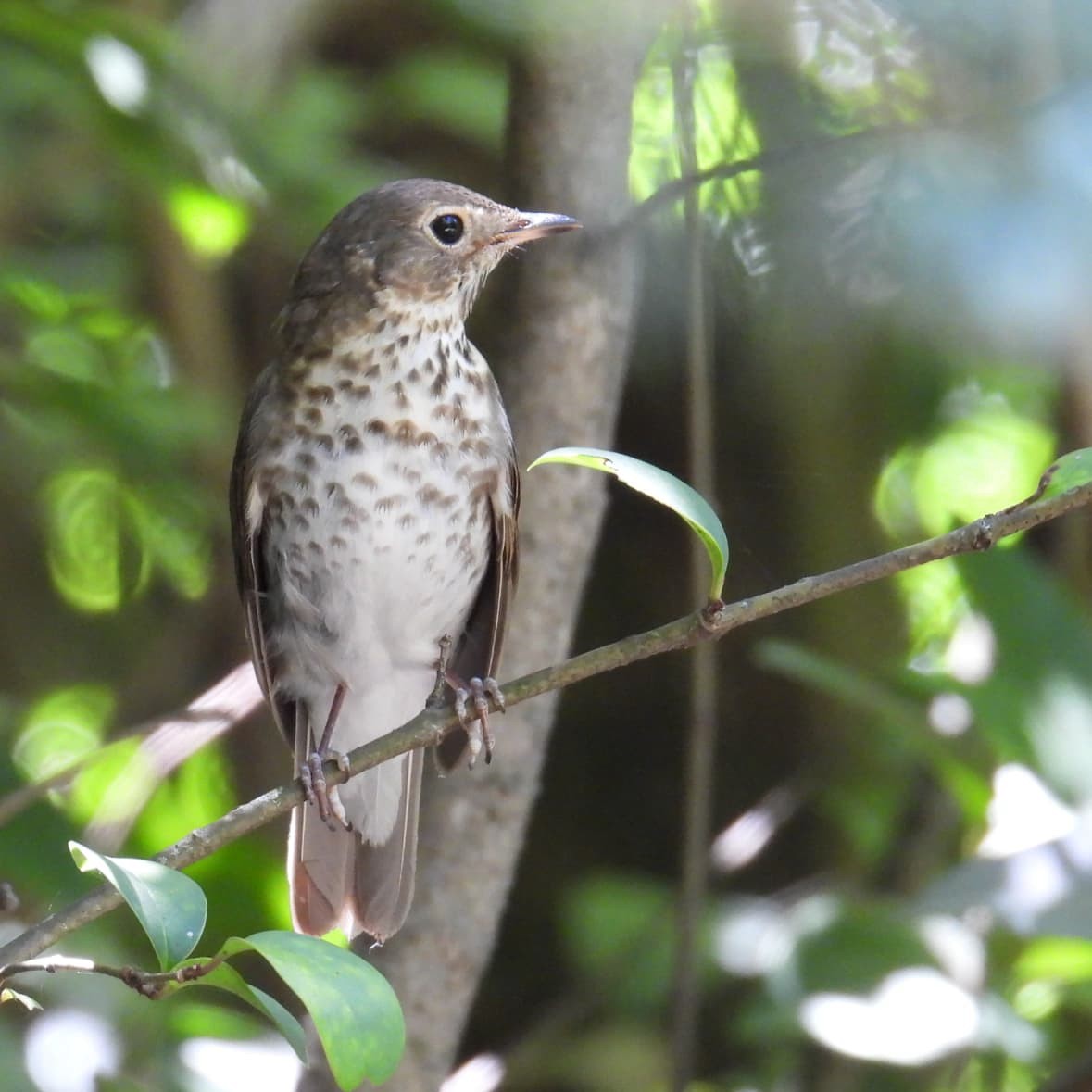 オリーブチャツグミ - ML645904964