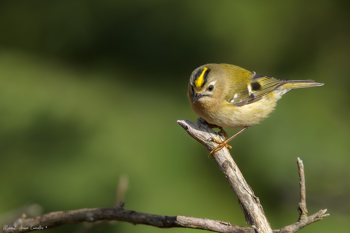 Goldcrest - ML645904968